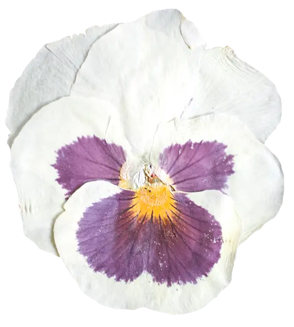 La Petite fleureuse-section4-Fleurs